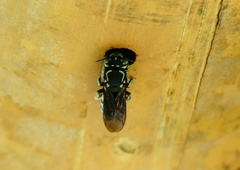 Eoanthidium salemense