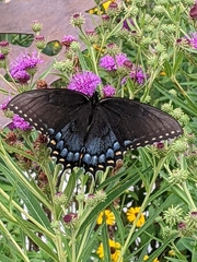 Papilio glaucus