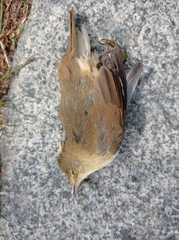 Acrocephalus scirpaceus