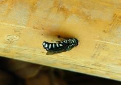 Eoanthidium salemense