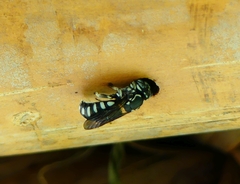 Eoanthidium salemense