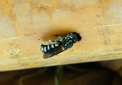 Eoanthidium salemense