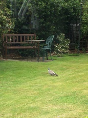 Columba palumbus