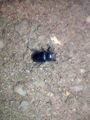 Lucanus formosanus
