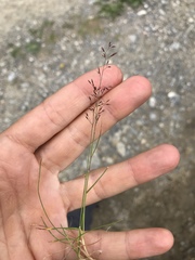 Agrostis rupestris
