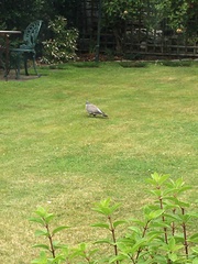 Columba palumbus