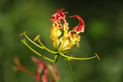 Gloriosa
