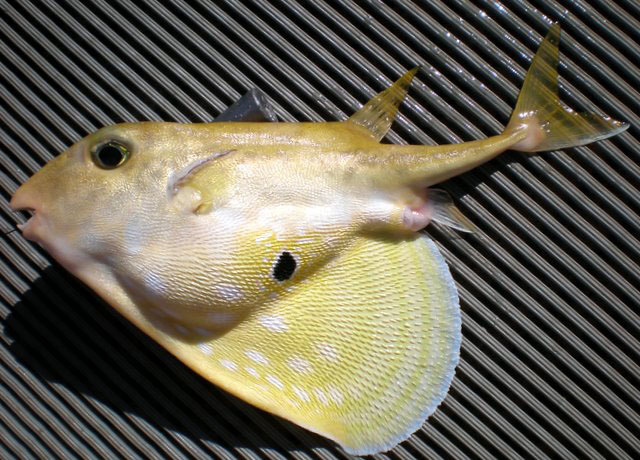 Threetooth Puffer
