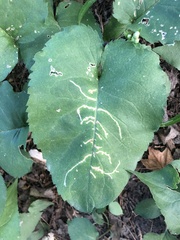 Scrobipalpula manierreorum