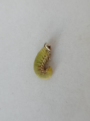 Cimbex femoratus