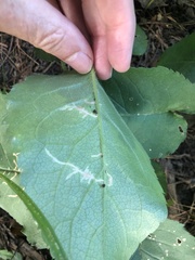 Scrobipalpula manierreorum