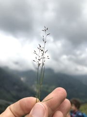 Agrostis rupestris