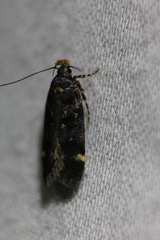 Chionodes formosella