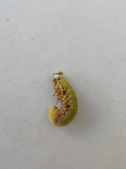 Cimbex femoratus
