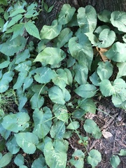 Scrobipalpula manierreorum