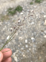 Agrostis rupestris