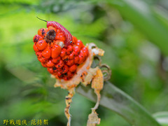 Theretra oldenlandiae