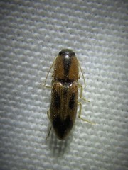 Aeolus scutellatus