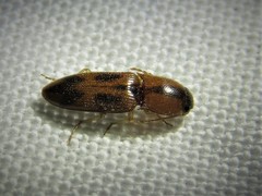 Aeolus scutellatus