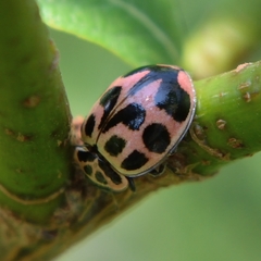 Neoharmonia venusta