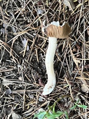Inocybe velicopia