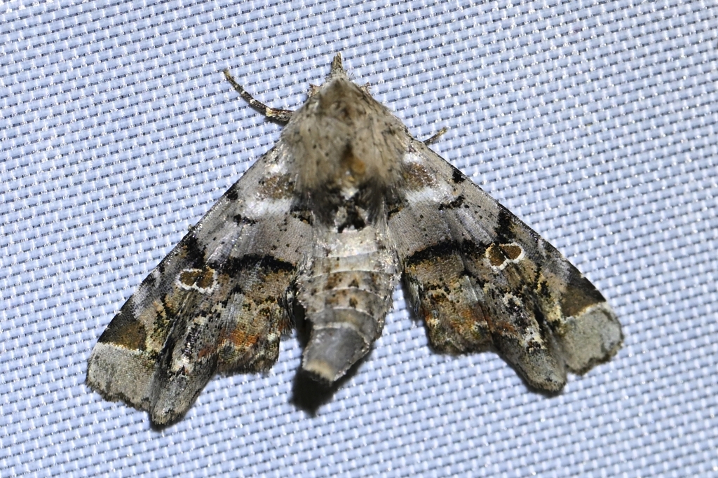 Atacira grabczewskii