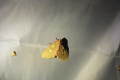 Tinolius eburneigutta