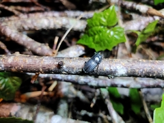 Aegus laevicollis formosae