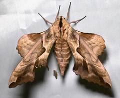 Phyllosphingia
