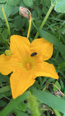 Melissodes bimaculatus