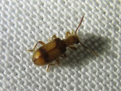 Cymatodera puncticollis