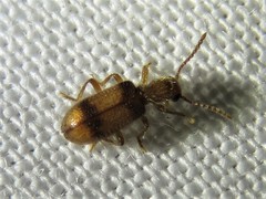 Cymatodera puncticollis