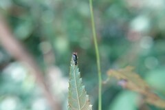 Pseudotheopea irregularis