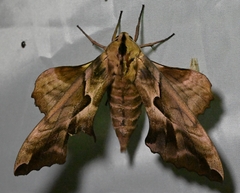 Phyllosphingia