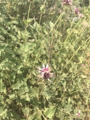 Agastache urticifolia
