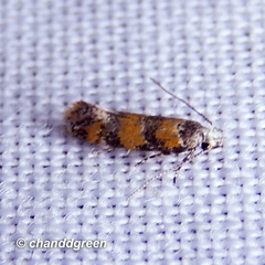 Promalactis lobatifera