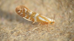 Argyresthiidae