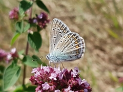 Polyommatus icarus