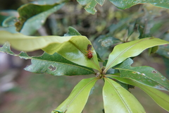 Agomadaranus pardaloides