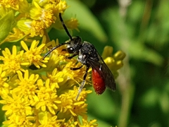 Sphecodes albilabris