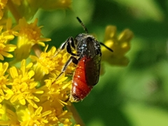Sphecodes albilabris