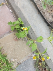 Galinsoga quadriradiata