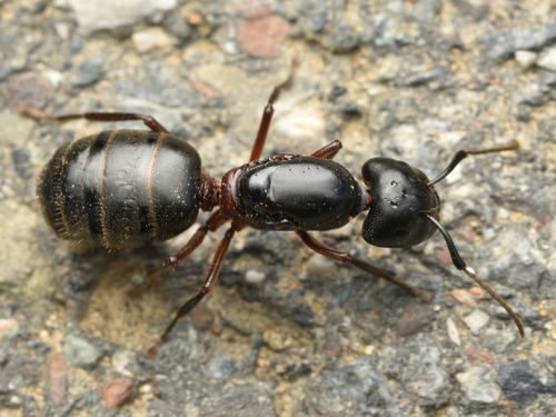Hercules Carpenter Ant