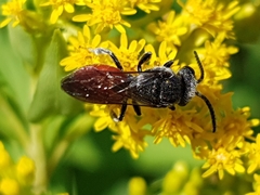 Sphecodes albilabris