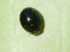 Hyperaspis campestris