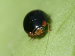 Hyperaspis campestris