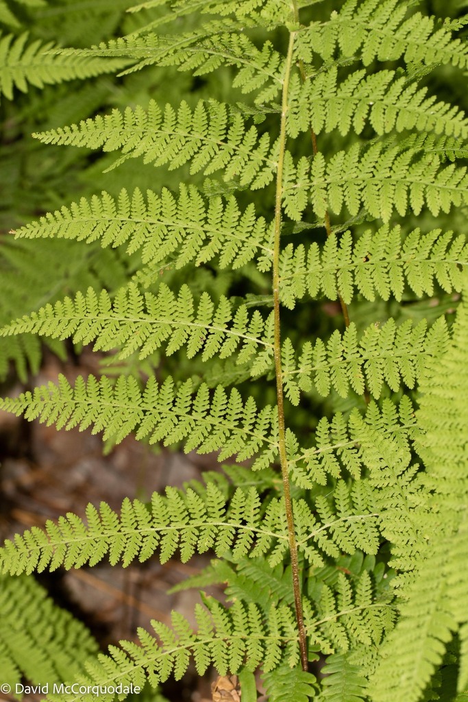 hay-scented fern (101 Native Plants of the Nature Access Trail ...