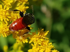 Sphecodes albilabris