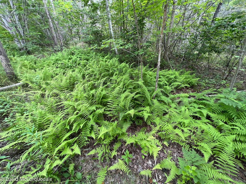 hay-scented fern