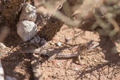 Acanthodactylus margaritae